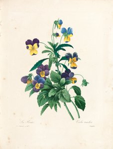 Stedmoderblomst, graveret af Langlois, fra 